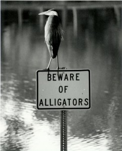 BewareofAlligators